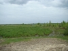 The Shyrokoye Swamp
