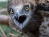 Chick of the Short-toed Eagle