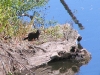 Mink at the Desna River