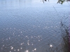 The Desna River in September