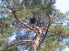 Empty nest of the Short-toed Eagle