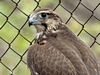 Young Saker