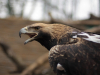 Old Imperial Eagle female