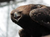 Old Imperial Eagle female