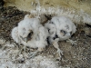 In the same nest