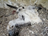 Defensive pose of the chick
