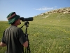 Observing nesting territory of the Saker