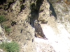 Chick of the Saker in the nesting niche