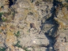 Saker on the nesting rock
