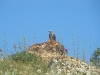 Old female is sitting on a stone