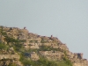 Old male of the Saker with the young
