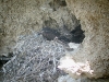 Big chicks of the Saker in the old nest of the Raven