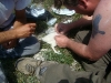 Sampling of chicks