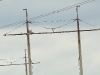 Adult Saker near inhabited nestbox on the powerline