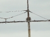 Pair is near the empty nest