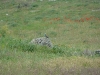 Spring steppe