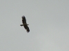 Silhouette of Imperial Eagle