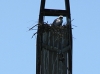 An unusual nest of the Saker on top of the concrete power line pole 