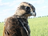 A young Saker Falcon with the satellite transmitter