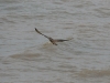 A Saker Female is flying away the nest