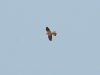 A Common Kestrel male