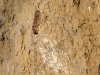 And this pair of Kestrels already has feathered chicks