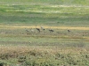 Common Cranes in the steppe