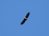 A white-tailed Eagle with a fish