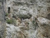 A nest of the Saker Falcon in the rocky niche