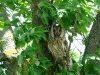 Long-eared Owl