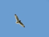 Short-eared Owl
