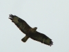 Female of the Long-legged Buzzard