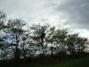 Occupied nest of the Long-legged Buzzard №2 in the old rookery on Gleditschia