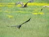 Griffon and Vultures flying away