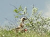 Griffon Vulture got alerted