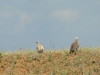 Griffon Vulture and Black Vulture