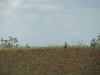 Griffons