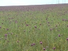 Flowering steppe