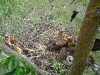 Chicks of Long-legged Buzzard in the nest No 3