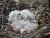 Chicks of Saker Falcon