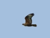A nest of Long-legged Buzzard, the female is disturbed