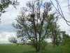 And here’s the nest No 4.