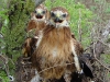 And aggressive meeting of three chicks