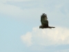 Male of Marsh Harrier on hunting