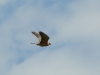 A flying female of Red-footed Falcon 