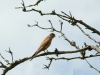 A male of Kestrel
