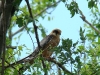 A female of Red-footed Falcon at the nest