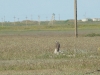 A fledgling female of Saker 