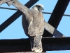 Saker fledgling