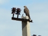 Saker fledgling